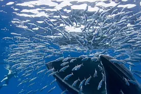 最强干饭人！鲸鱼张开嘴，鱼群就会往嘴里“钻”！图片
