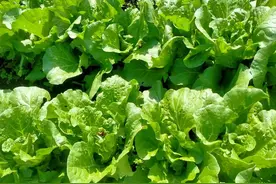 白菜、萝卜和胡萝卜，浇水一定不要乱浇，容易引发软腐和烂根图片