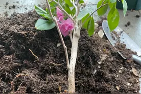 有图为证：无纺布袋阻碍花花生长图片