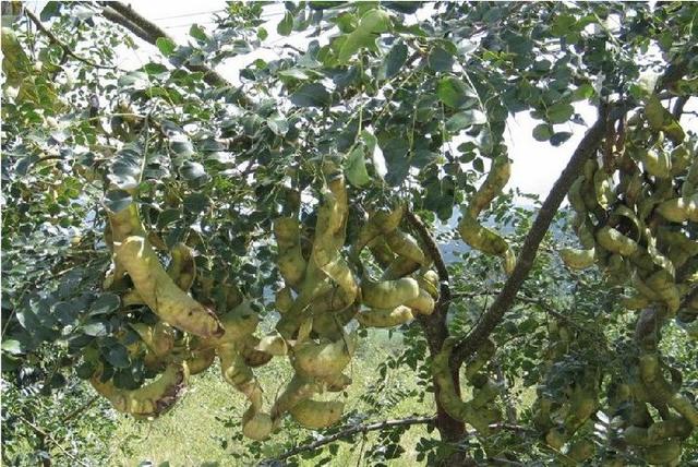 皂角种子种植方法 皂角树的种子仁,殊不知有很多作用,适合女人吃_农业