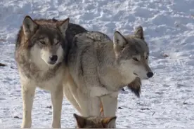 狼群以家庭为单位，低级狼没有交配权，它们繁衍后代怎么办？图片