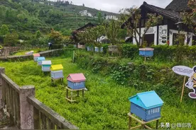 侦查蜂来后又不来了，是什么原因导致的？三方面告诉你答案图片