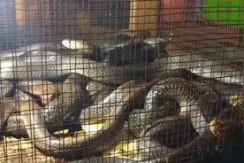 印尼神奇的街头食物，眼镜蛇被做成大餐，生蛇血直接喝图片