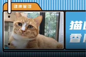 猫咪嘴巴突然肿了怎么办？真不是上火图片