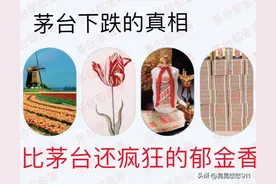 茅台下跌真相参照疯狂的郁金香图片
