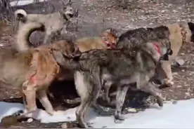 狼群在冬季猎杀一匹马，牧民旋即出动7条坎高犬和狼群大战#狼图片