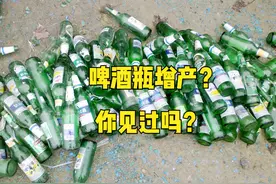 玉米地放啤酒瓶能增产？原因为何？是真的吗？如何驱鸟效果好？图片