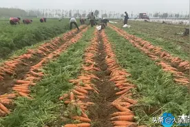 大象新闻助农通道奔赴田间地头 带您到开封市通许县孙营乡拔萝卜图片