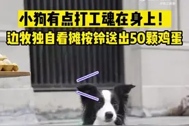 杭州，边牧独自看摊按铃送出50颗鸡蛋，网友：送它去上学吧图片