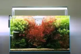 从0开始玩转草缸-看完你就会给草缸买灯了（下）！图片