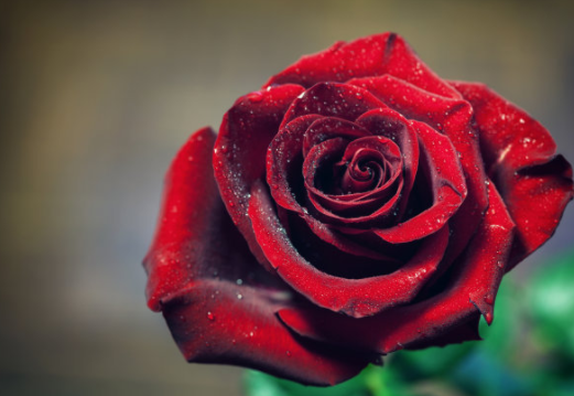 「思维导图"画"作文」邹佳妤《我的植物朋友——玫瑰》(十六)