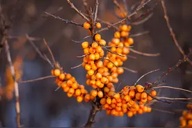 植物中的“生命之王”——既是植物又是果实图片