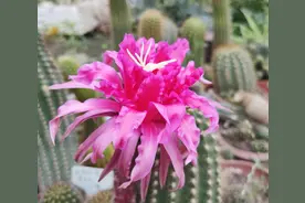 嫁接仙人球，8种“砧木”任你选，记住1个要点，成活就会长势快图片