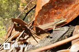 首次发现！福建龙栖山生物圈添新成员——古氏草蜥图片