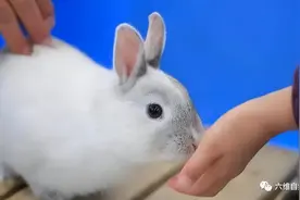 内蒙古一男子踢了下小野兔的屁股，本意赶走它，却让兔子疯狂追咬图片