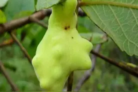 五倍子是什么？很多人不知道，盐肤木原来有这么多价值，涨知识了图片