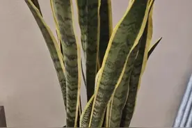 虎皮兰盆里加点料，嫩芽挤着往外冒，长成两米大盆栽图片