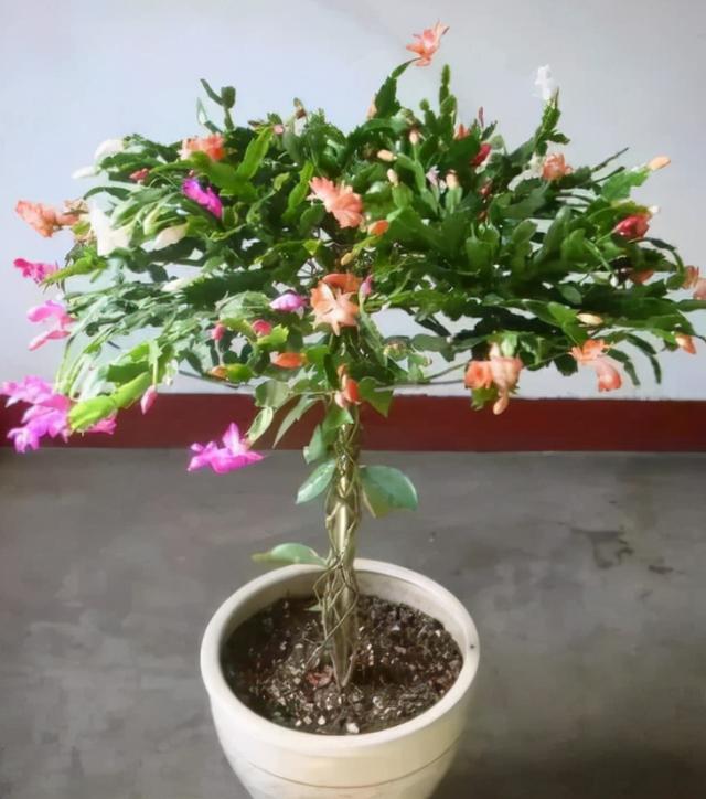 蟹爪兰常见的4种嫁接方法，第四种最合适，养几十年没问题