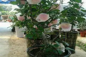 吃完芒果“留下核”，切开泡在清水中，7天发芽，结出芒果一箩筐图片