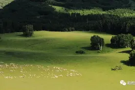 河北省最适合夏天游玩的——坝上草原图片