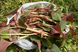 农村12种家常青菜，不长虫子不打药就能吃到，种植起来也简单图片