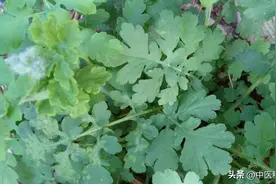 雷公藤，以前经常用，现在不能用，发生了什么？一文说清楚图片