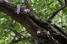 杭州淳安发现国家一级保护植物象鼻兰图片