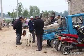 纪实：那年，表哥在家养“天价”的波尔山羊，最终亏得个底朝天图片