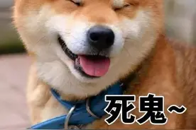 柴犬“白送”给我都不要，实在太难养了图片