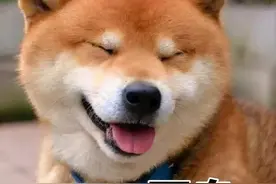 柴犬“白送”给我都不要，实在太难养了图片