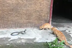 在农村，蛇为什么会进入人家的院子或屋子里？答案在这里图片