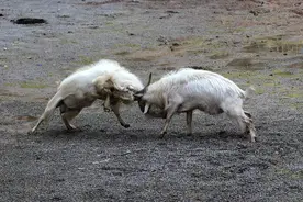 秦汉“角抵”和日本相扑有何分别？兵马俑几尊壮硕俑让人大呼猛男图片