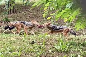 6匹！“慢跑健将”黑背胡狼来大连了图片