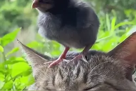 猫咪与小鸡的极度治愈瞬间 视频图片