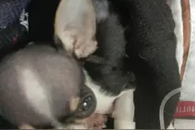 治疗狗细小的土方法图片