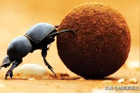 3种虫子入药能散各类结节图片
