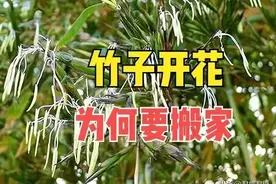 江西农村昨天发现竹子开花，老人说不祥之兆，村民一定要搬家吗？图片