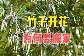 江西农村昨天发现竹子开花，老人说不祥之兆，村民一定要搬家吗？图片