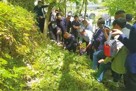 种下苦黄连 收获甜日子图片