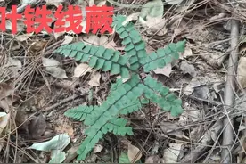 湖南发现了扇叶铁线蕨，它还是毒蛇和蜈蚣的克星图片