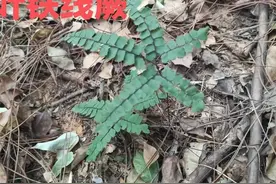 湖南发现了扇叶铁线蕨，它还是毒蛇和蜈蚣的克星图片