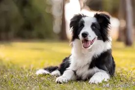 全球公认的10种最聪明的狗子，里面有你喜欢的吗？图片