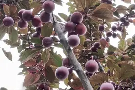 请手下留情，城市景观花果不要采图片