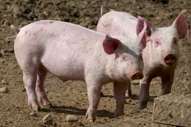 猪皮肤发红别瞎治，先看这4种症状，对症治疗，一击必中图片