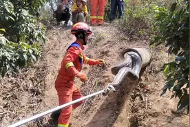 吓人！广东一地惊现5米巨蟒！为国家保护动物，遇到蟒蛇该怎么办图片