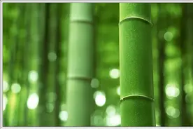 太美了！竹林深处，养眼养心图片