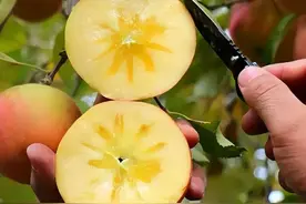 中国这4个地方的苹果，超好吃！个个清甜脆爽，水分足，建议尝尝图片