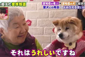 19岁柴犬和主人患上老年痴呆！却只认识彼此：谢谢你，陪了我一生图片