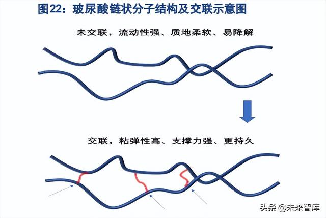 医美填充针剂行业专题研究：从发展路径和生命周期看机会