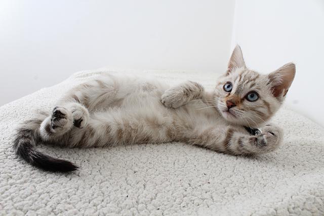 盘点养猫智商税产品，不要再被割韭菜了